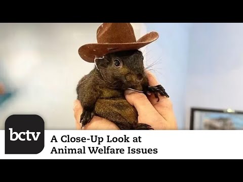 Death of Internet Sensation Squirrel Peanut; Fake Bears Breaking into Cars | Animal Welfare Issues