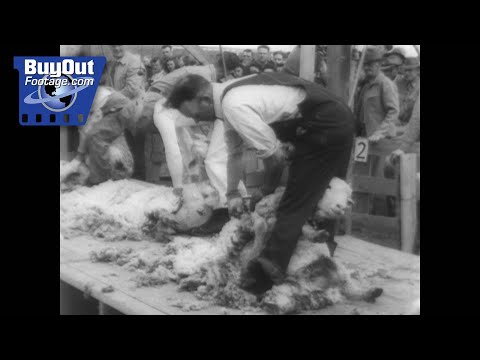 1946 Colorado Sheep Shearing Contest: A Champion Crowned