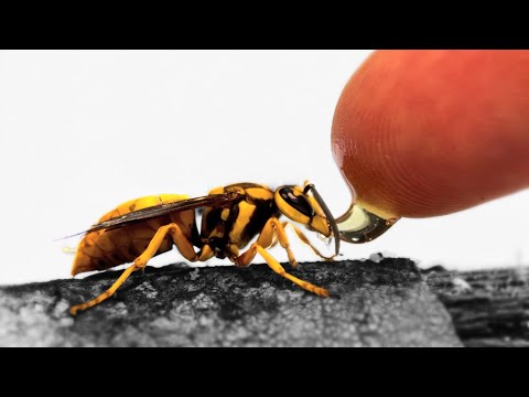 Attempting to Keep a Pet Hornet