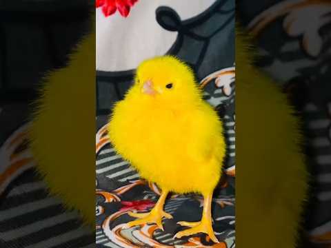 Chicks baby colored / Rainbow chicks short #cute #animals #birds #chicks #babychicken #shortvideo