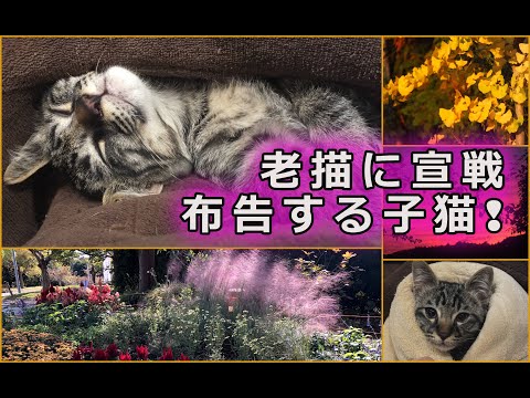 【過激子猫】生後２ヵ月サバトラ子猫が老描に宣戦布告！猫の乱闘！プロレスごっこの日々（第３弾）202410.1-11.2　#喧嘩#ネコ喧嘩#プロレス#ネコレスリング　BACH 「目覚めよと呼ぶ声あり」