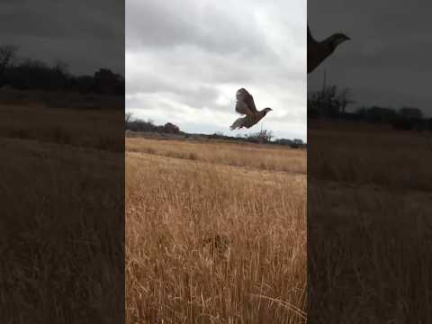 Chukar takes flight for the last time #chukarpartridge