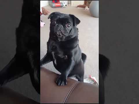 Frank the pug plays pick your favourite funny dog being a wind up! #wouldyourather #funny #windup