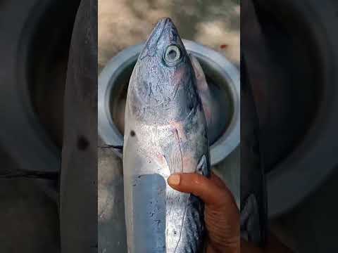 சூரை மீன் #soorai #fish #trending #shortsviral #seafood #vdj #vlogs #subcribemychannel