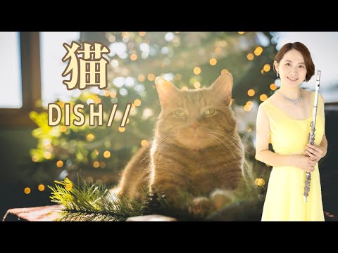 【歌うフルート】DISH//「猫」をフルートで演奏してみた！