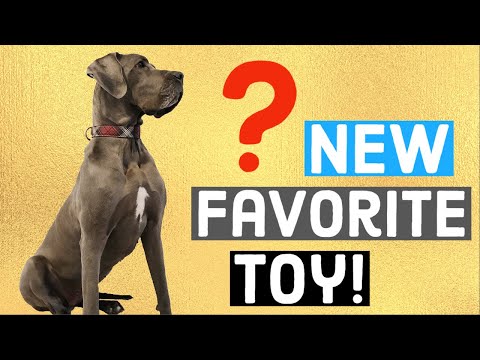 Great Dane's NEW favorite toy: She won't put it down! | Great Dane Care