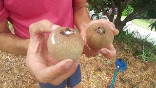 SWEETEST FRUIT ON EARTH? - how to pick sapodilla