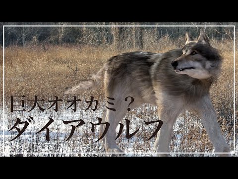 【絶滅動物図鑑】巨大オオカミ？　ダイアウルフ