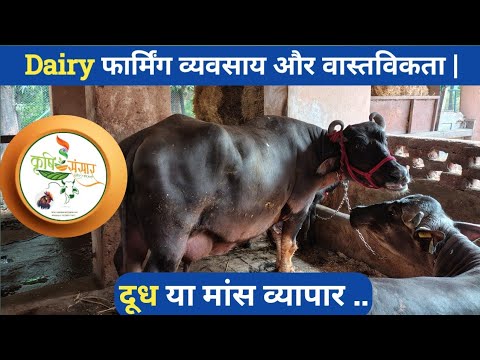 Buffalo Farming ki Haqeeqat | XDairy FarmingBusiness Feasibility & Reality | Krishi Sansar.