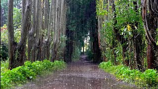 雨の日に歩く美しい森の小道 雨の音 - 睡眠を助ける特別なホワイトノイズ