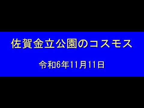 佐賀金立公園のコスモス 令和6年11月11日