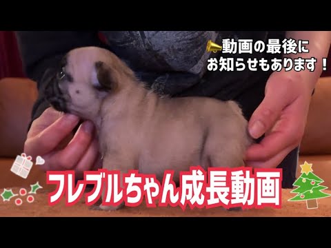 【子犬販売情報！】11月18日生まれのフレブルちゃん兄妹のご紹介&現在販売中のフレブルちゃんをご紹介します！✨　🚨動画の最後にお知らせもあります🚨