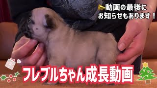 【子犬販売情報！】11月18日生まれのフレブルちゃん兄妹のご紹介&現在販売中のフレブルちゃんをご紹介します！✨　🚨動画の最後にお知らせもあります🚨