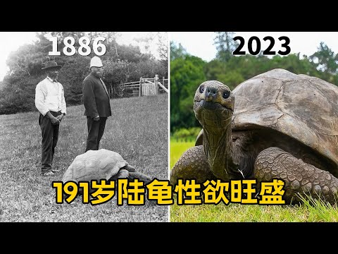 世界上最年长的陆地动物 191岁陆龟性欲旺盛