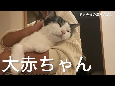 猫と夫婦の毎日VLOG#446 抱っこ好きな大猫