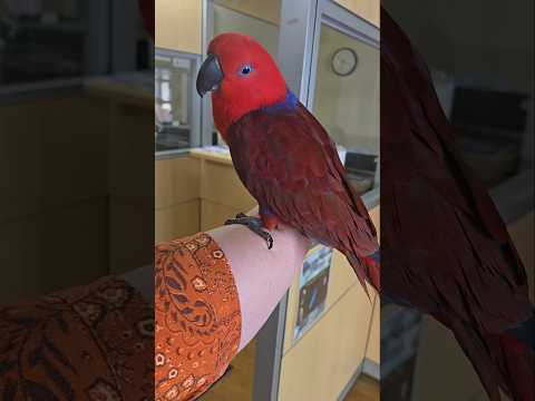 Beautiful Parrot 🦜 #Moluccaneclectusparrot #parrot #shortvideo #youtubeshorts #youtube #birds #bird