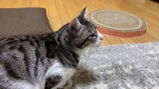 猫と会話する妻