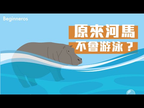 【冷知識】原來河馬只會在水中行走，不會游泳？｜Beginneros