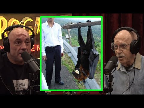 Joe Rogan & Merlin Tuttle: 6 FEET Bats? 100 miles/h speed?