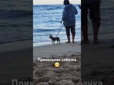 Мосичка собачка маленькая 😂 #usa #shorts #dog #собака