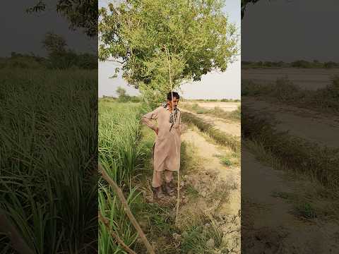 #moringa #peepaltree #nature #trees #green #forest #sugarcane #farming #pakistani #viral #peace