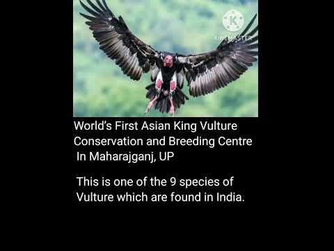 world first Asian King Vulture #currentaffairs #currentnews #news #world #viral