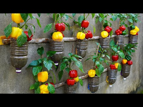 Ultimate Guide to Growing HUGE Bell Peppers for MAXIMUM YIELD!