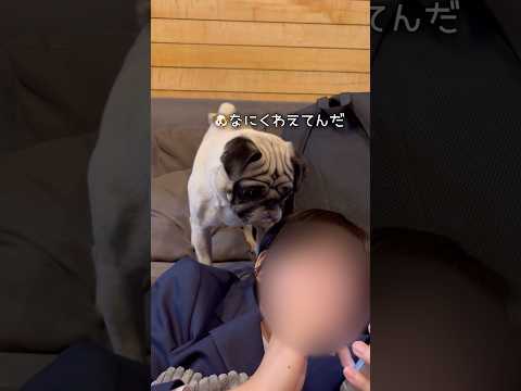 ドン、おねーちゃんをガン見👀いえ違います🕵🏻‍♂️ #パグ #パグのいる家 #pug