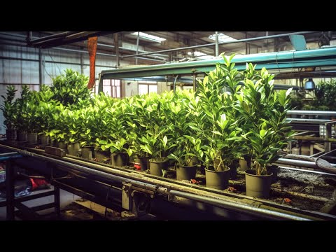 How Artificial Plants are Made in Factories | How It's Made