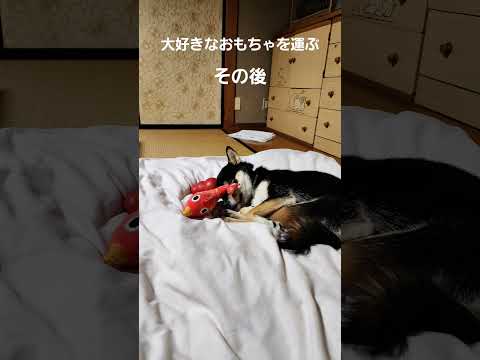 おもちゃを運ぶ理由バージョン☆それはおもちゃに囲まれて寝たいから#保護犬 #保護犬を家族に #柴犬 #柴犬のいる暮らし #多頭飼育崩壊 #シーバ