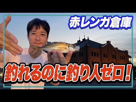 【横浜新港】いきなりのアジからイワシは入れ食い！釣り場は貸し切り状態！