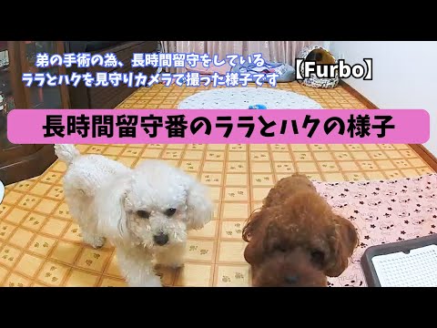 母、病院（弟の手術の為）で長時間留守番の犬達の様子！【見守りカメラ】