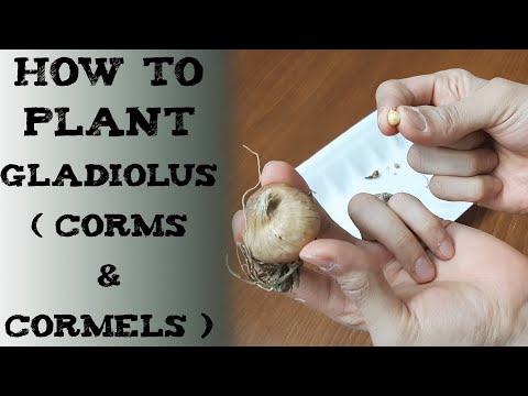 how to plant gladiolus flower 唐菖蒲种球种植方法 ग्लेडियोलस (बल्ब/कॉर्म्स) कैसे लगाएं cultivar gladiolos