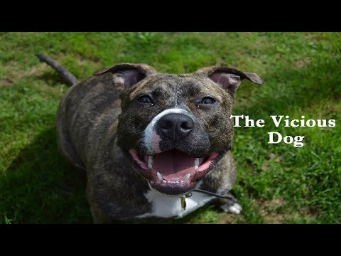 STORYTIME - by TKING N MINISTRIES - The Vicious Dog (TKING)