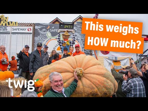 Giant Pumpkin Wins California Pumpkin Weigh-Off