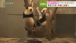 上野パンダのリーリーとシンシン、中国に返還へ／Panda Ri Ri & Shin Shin, to be returned.