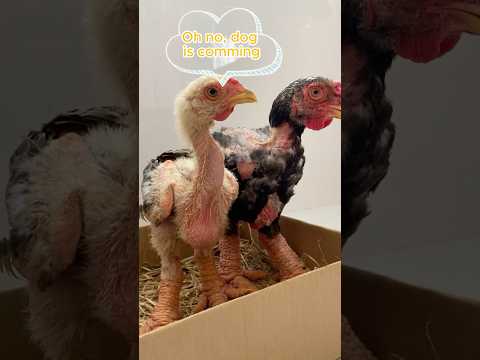 Dog teach couple chicken meanings