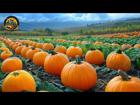 How To Create The Biggest Pumpkin Ever - Agriculture with Grand Machine