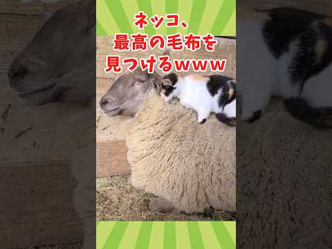 ネッコの動画見て癒されたら負けwww　#2ch動物スレ #動物 #猫 #shorts #2ch