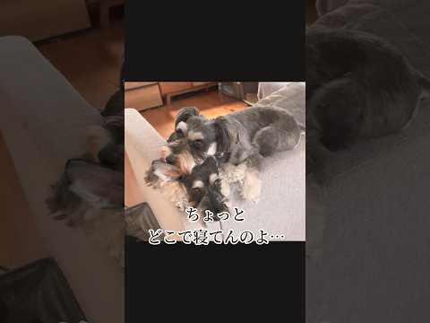 【ミニチュアシュナウザー】甘えん坊でワガママな姉と迷惑そうな妹の昼寝シーン #shorts #schnauzer #シュナウザー #いぬ