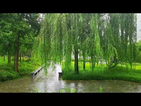 郑州大雨中的西流湖公园，湖水涨不少，看滚滚河水向南流