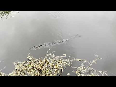 Prowling Gator | Sneaky Stalk Ends in a Happy Escape!