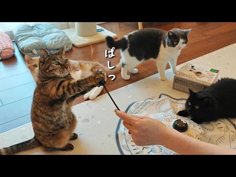 猫が1人でも夢中で遊ぶおもちゃはやっぱりコレ!!　910話