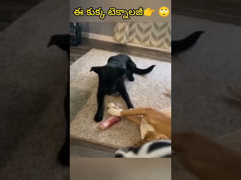 ఈ కుక్క టెక్నాలజీ👌👉 #shorts #cutedog #veryfunnydog