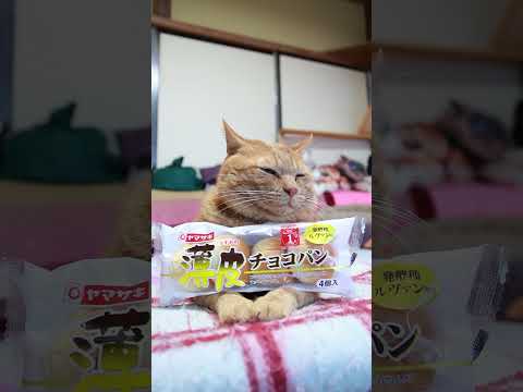 薄皮チョコパン　のせ猫　241214 #cat #かご猫 #cute #ねこ #ねこ #ネコ