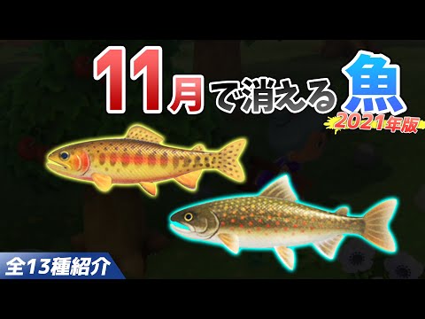 【あつ森】11月で消える魚を全て紹介！魚影や出現時間・条件・値段・釣り方のコツも徹底解説！ゴールデントラウトやオオイワナなどレア魚を効率よく釣る方法【あつまれどうぶつの森　11月魚図鑑コンプリート】