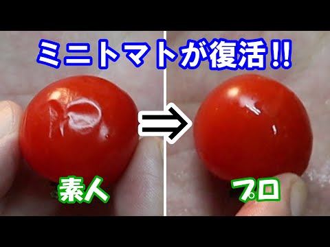 【ミニトマト復活】しわしわになったミニトマト！捨てるのはまだ早い！驚く程復活します！お試しあれ‼