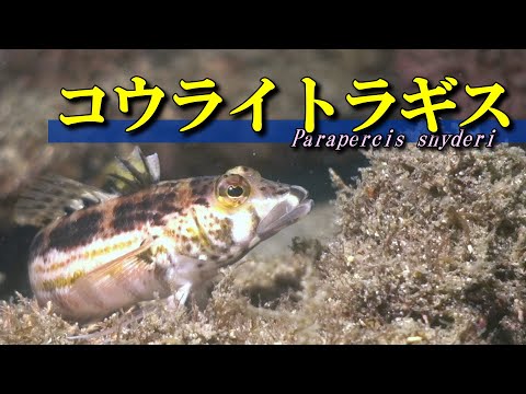 【 コウライトラギス 】キスとは名前に付くものの…　Parapercis snyderi