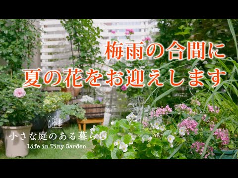 ガーデニング Vlog｜梅雨の合間に、夏の花をお迎えしました｜ダリア、ビトレニア、ユーフォルビア 〜小さな庭のある暮らし 125〜Gardening ｜ Life in a tiny garden