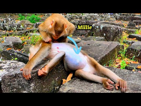 Amazing Relationship!!! Pregnant Monkey Millie help taking care & check of Pregnancy Monkey Libby.